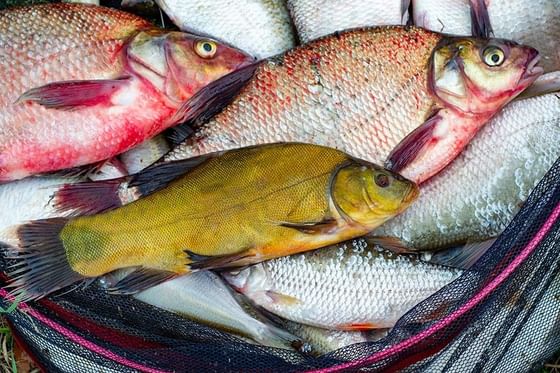 Fresh fish in a black mesh net by a grassy edge under bright daylight near Paramount Hotel Seattle