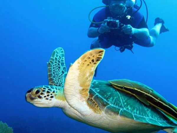 A diver capturing a tortoise in the ocean near Cala Luna Hotel