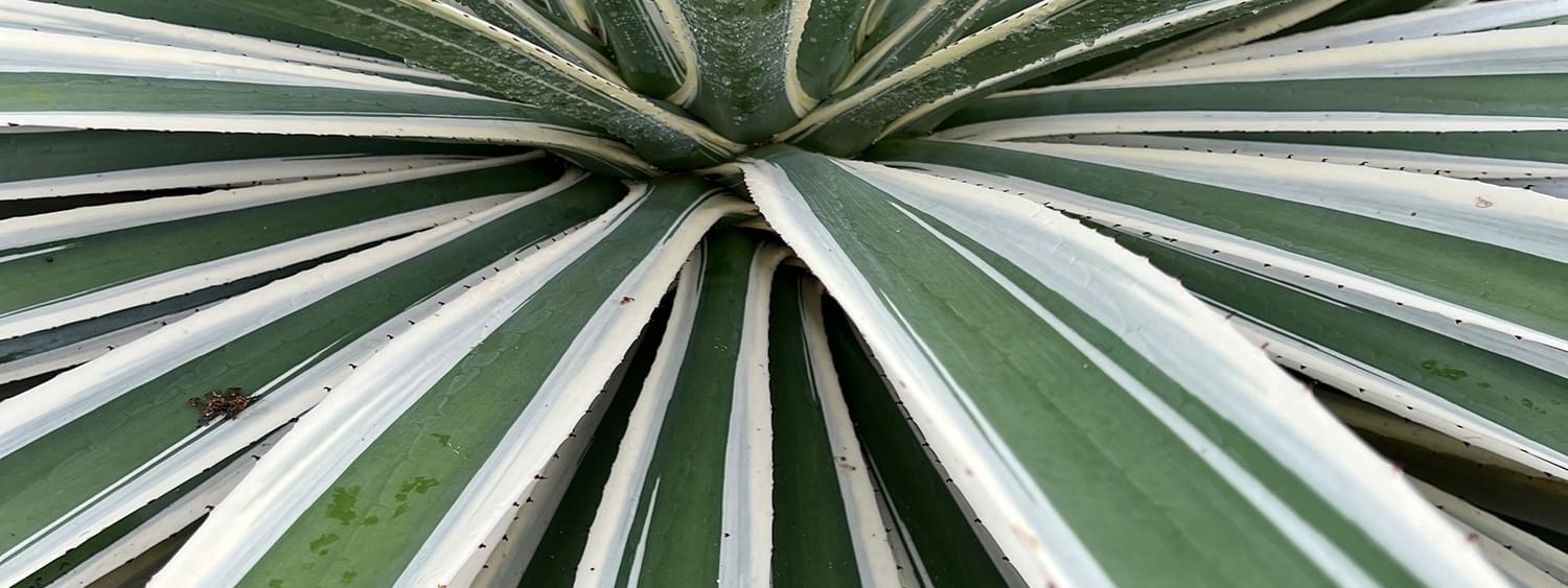 Green spiky plant leaves with white stripes at Tambua Sands Beach Resort in Sigatoka