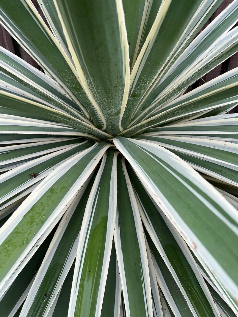 Close-up view of green and white striped plant leaves at Tambua Sands Beach Resort in Sigatoka.
