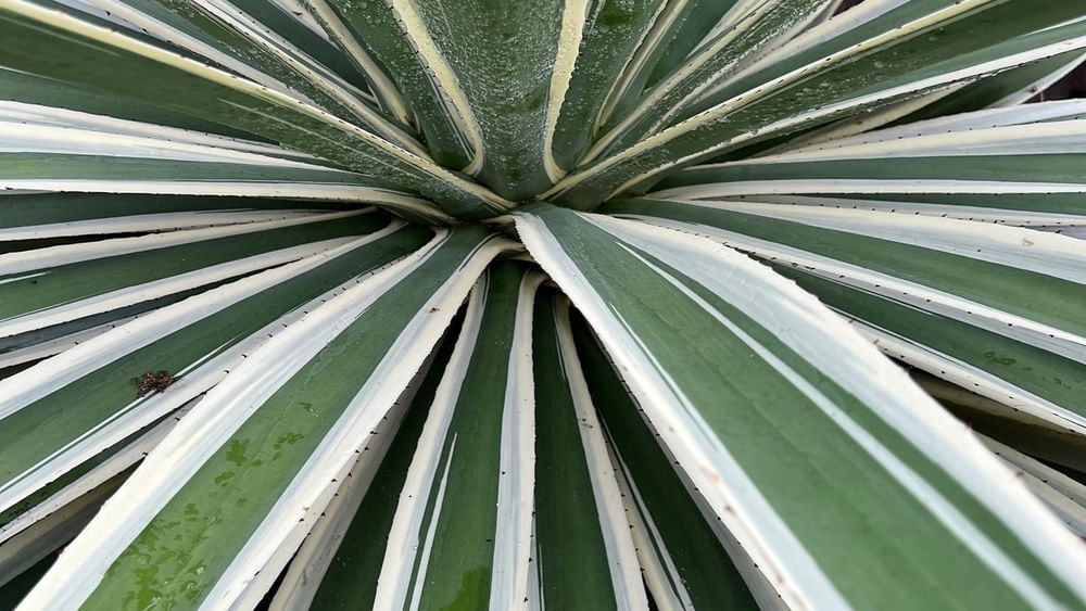 Green spiky plant leaves with white stripes at Tambua Sands Beach Resort in Sigatoka.