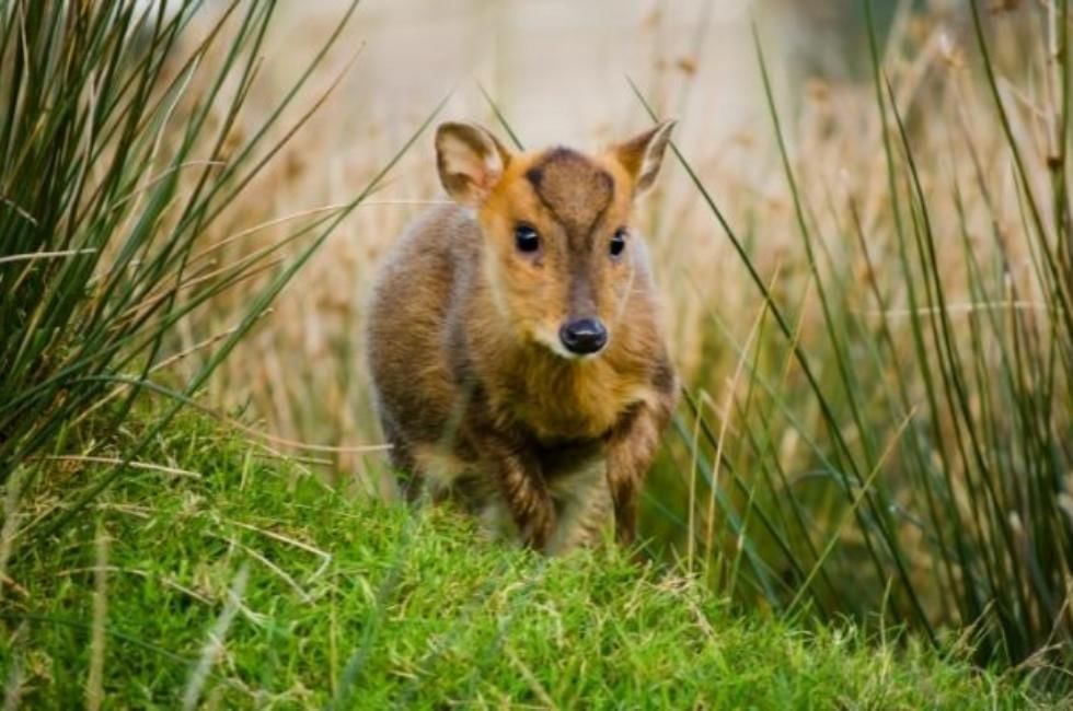 Uk Deer Species featuring the Muntjac Deer