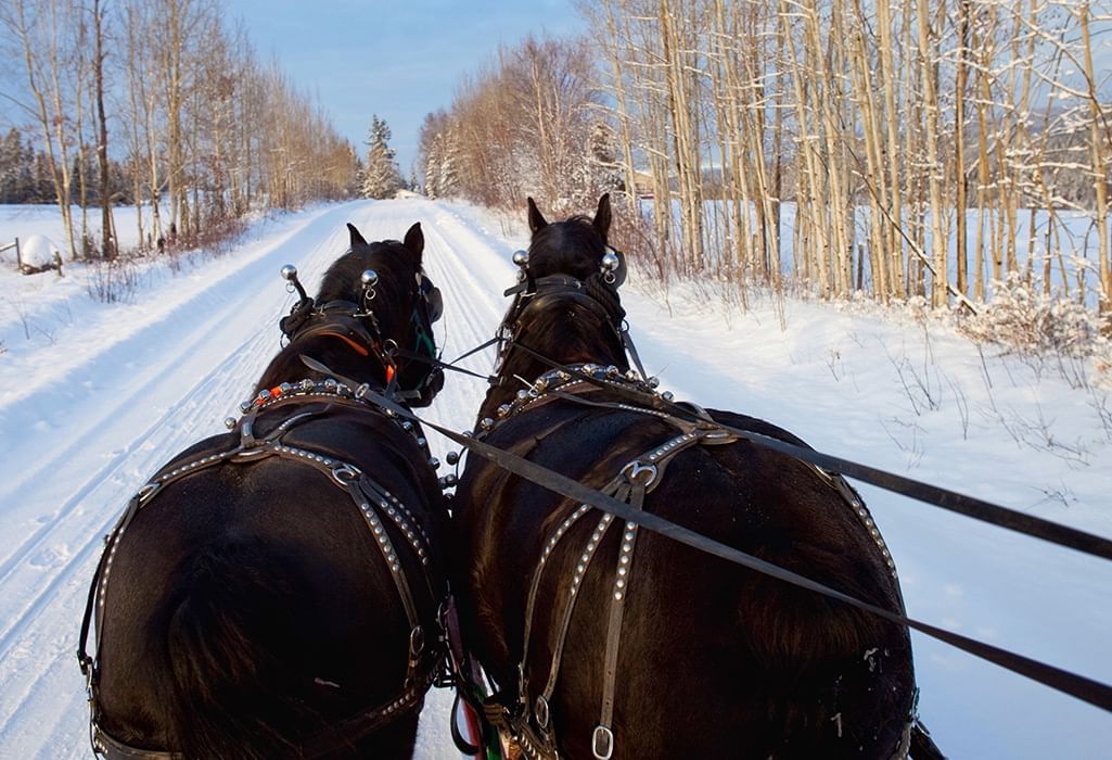 sleigh ride pulled by two horses