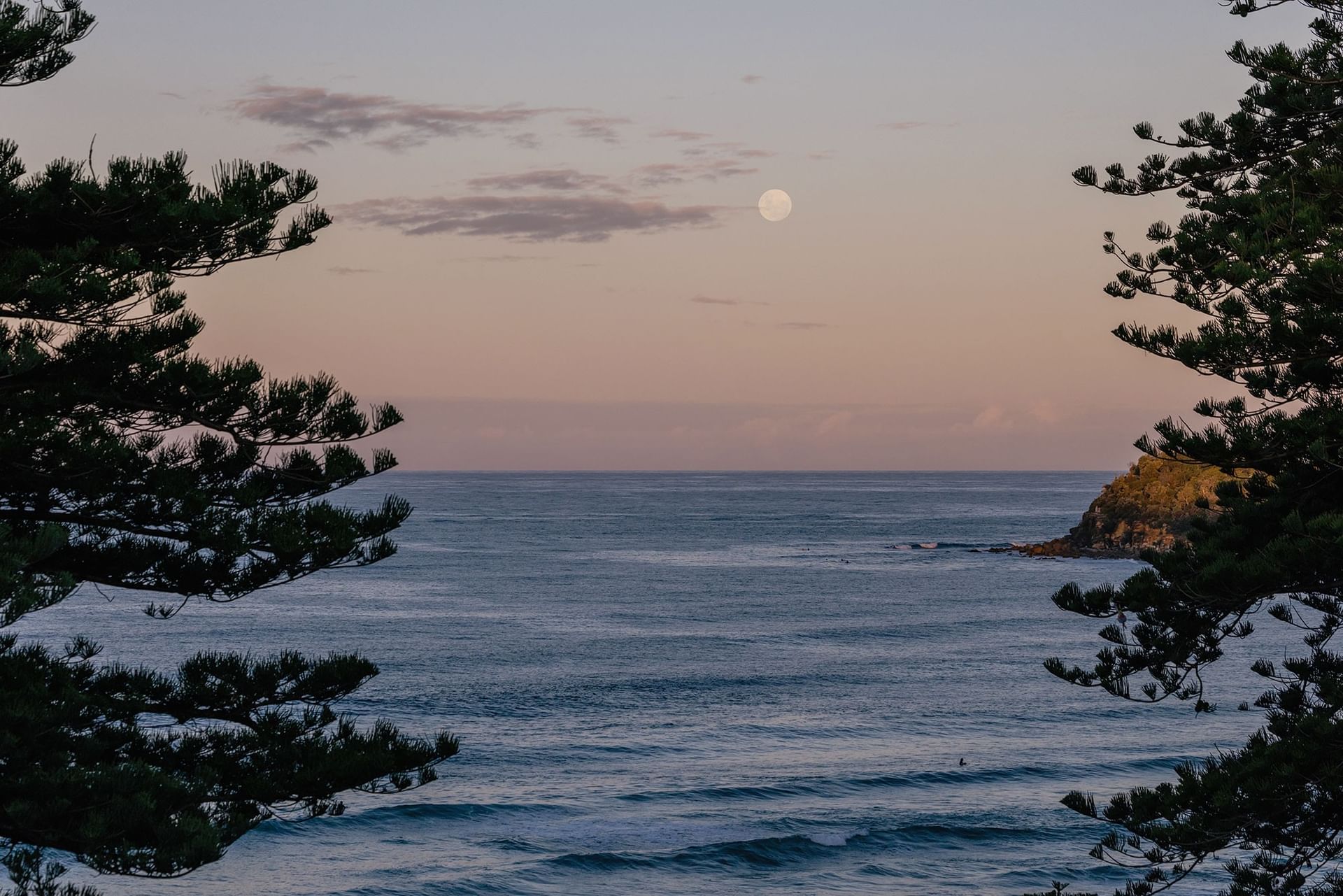 Full moon rising over the ocean, framed by silhouetted pines at Elysium Hotels, a featured hotel in Neutral Bay, Sydney