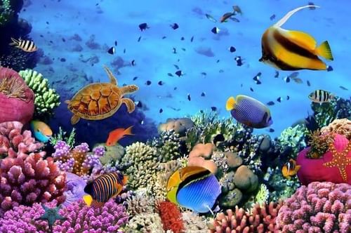 Colorful fish & corals underwater near Warwick Fiji