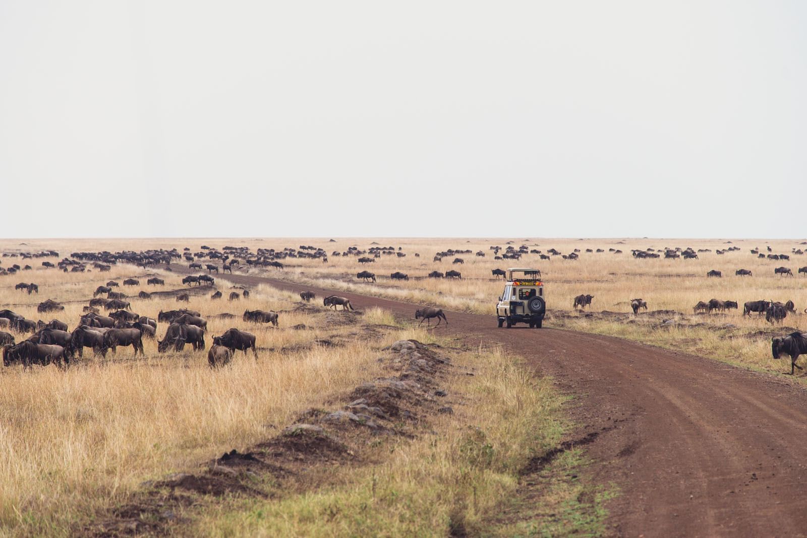 Jeep along a steppe nearby bulls at Mara Serena Safari Lodge