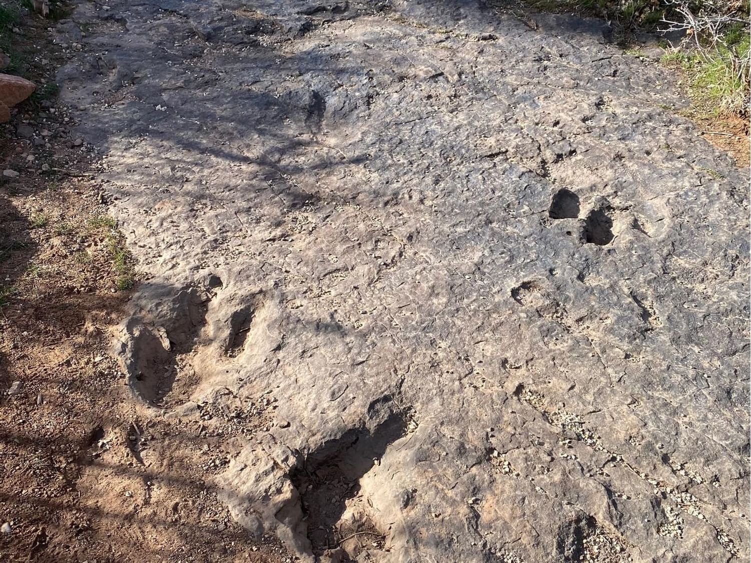 Bull Canyon Dinosaur Tracks