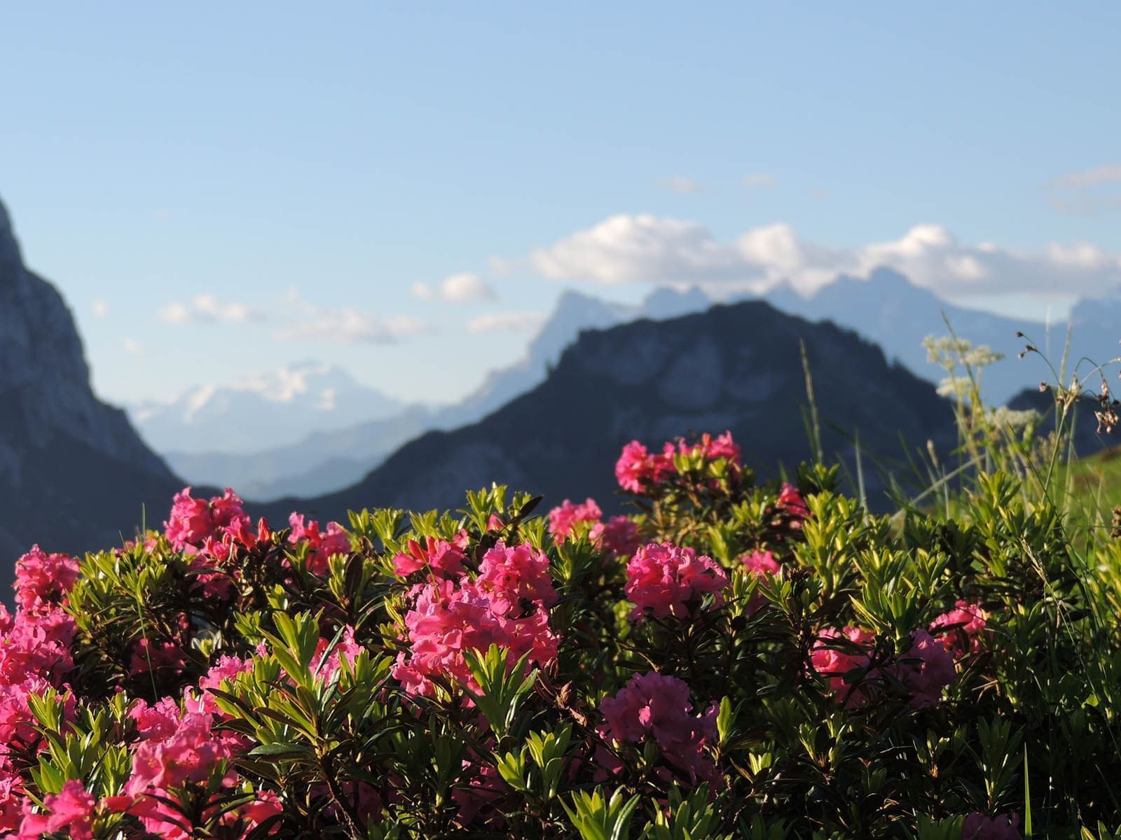 Rhododendron arbuste faune montagne rando nature activites hotel les gentianettes, the originals relais