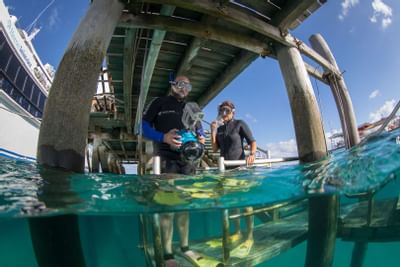 A snorkeling couple under the pier at Heron Island Resort