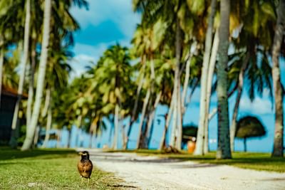 Close-up of a bird captured near Pelangi Beach Resort & Spa