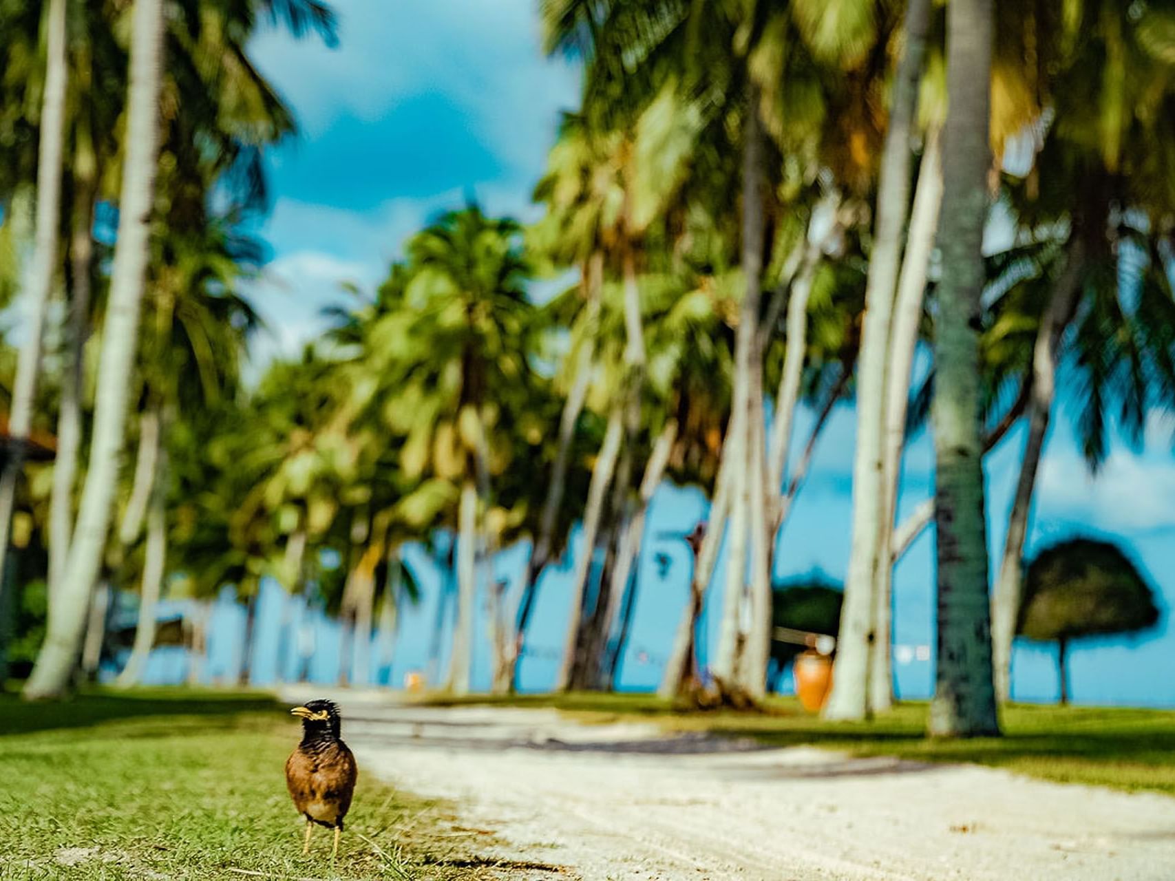 Close-up of a bird captured near Pelangi Beach Resort & Spa