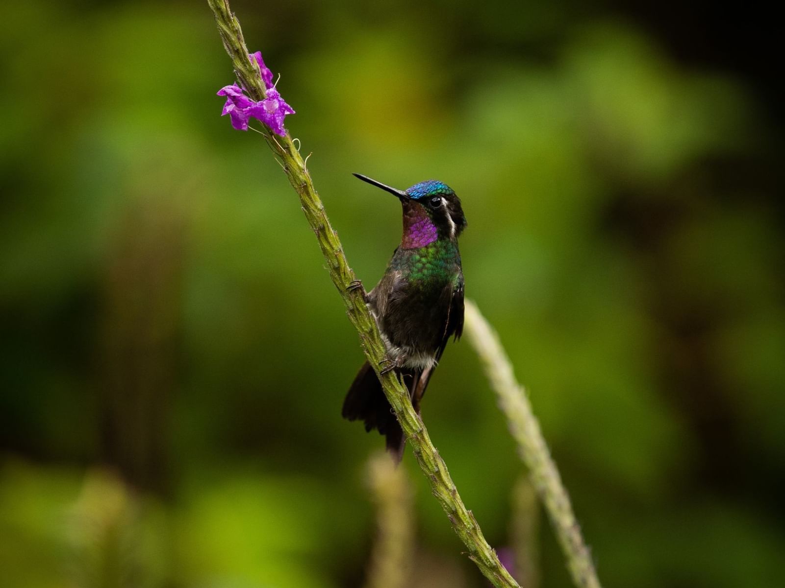 Close-up of Hummingbird perched on a vine with tiny purple flowers near El Silencio Lodge and Spa