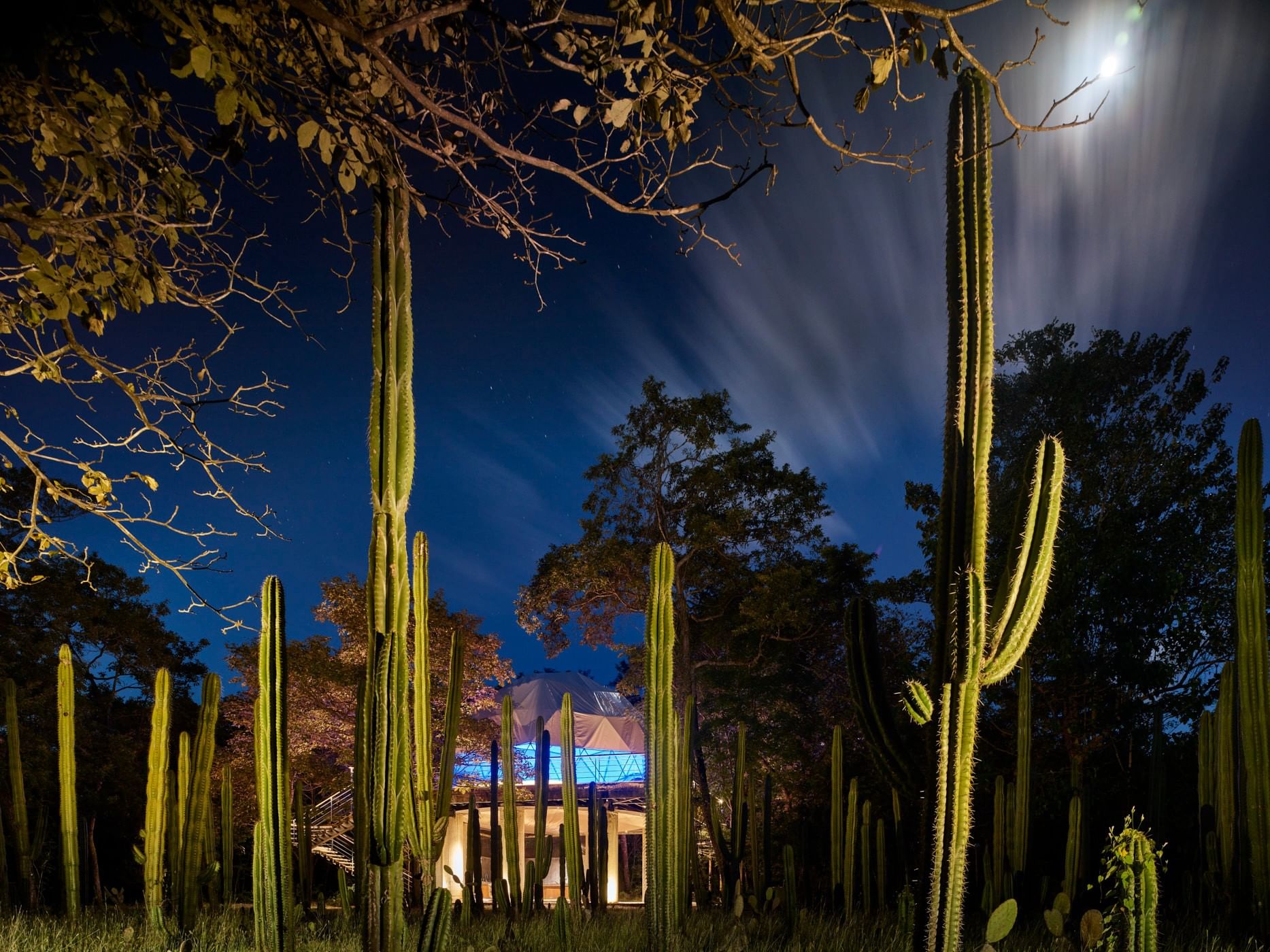 Illuminated La Senda Magical Farm featuring tall cacti under a starry night sky and moon at Cala Luna Boutique Hotel