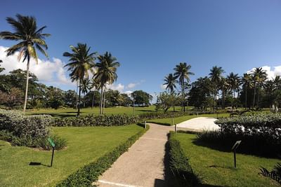 Palm trees and greenery at Condos Garden, Blue JackTar Hotel