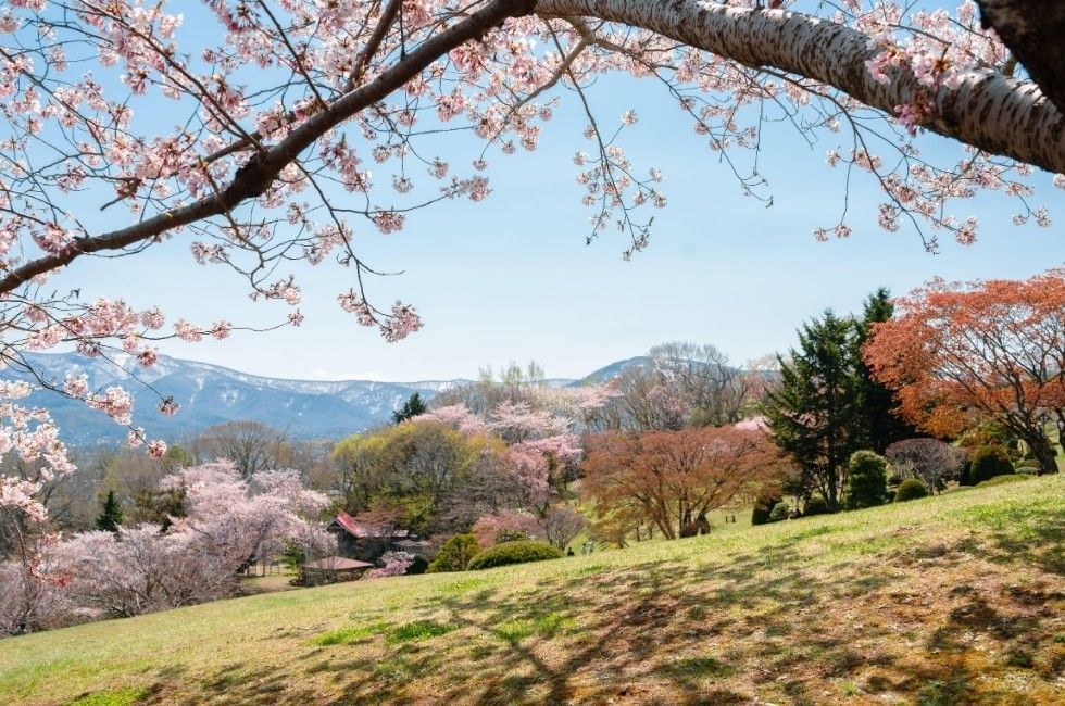 Blooming cherry trees on green slope overlooking distant mountains under clear sky near Grand Park Otaru