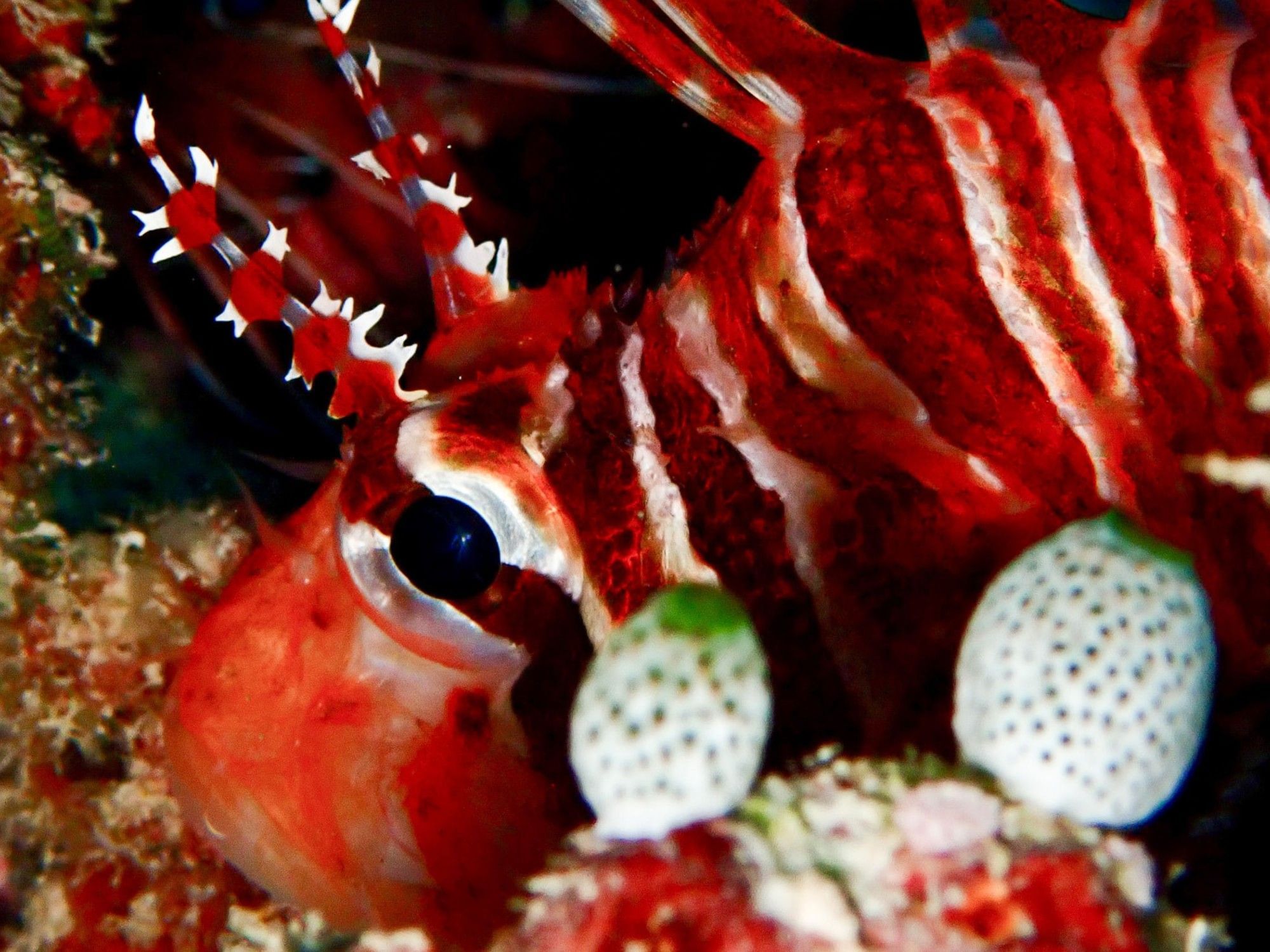 Marine Life | Maldives Travel | Grand Park Kodhipparu, Maldives 