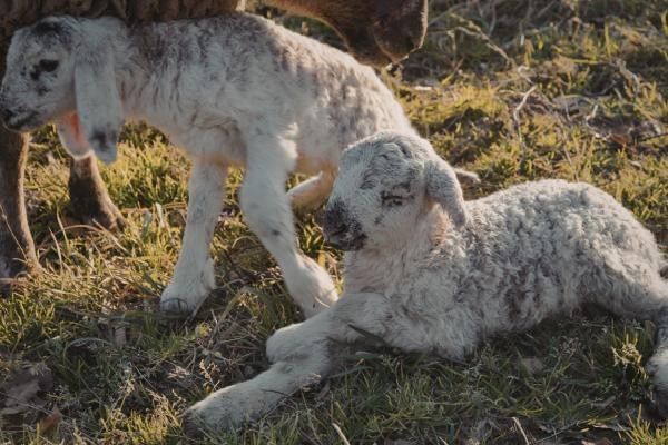 An image of two baby lambs, one sitting and one standing featured in our article on the Berkshire Lambing Weekend.