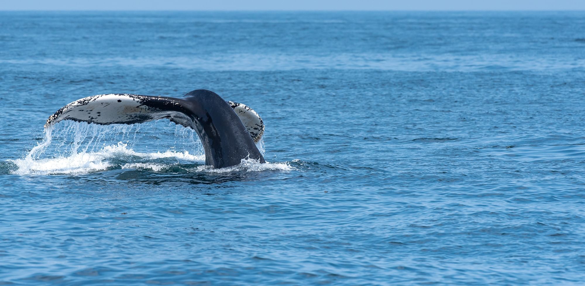 A whale in the ocean