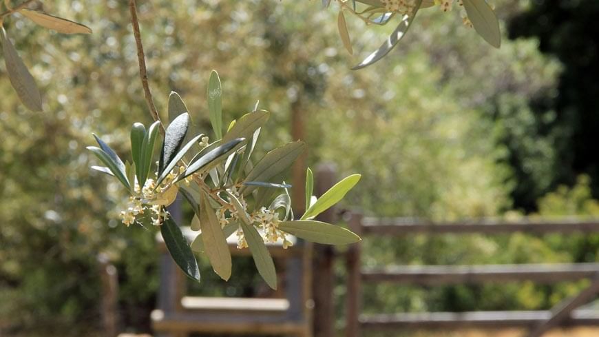 Olive tree flower