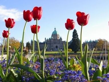 A stunning view of Victoria's Parliament Buildings behind a bed of red tulips near Embassy Inn Victoria