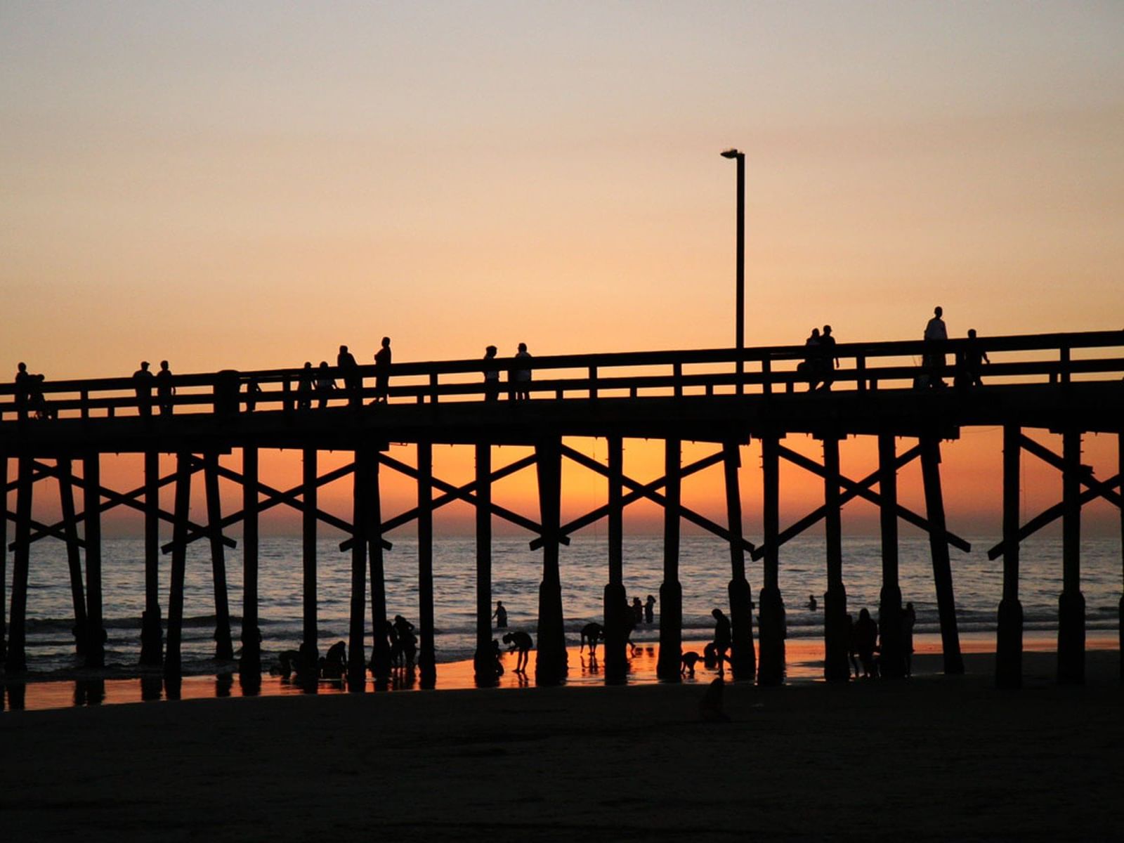 are dogs allowed at newport beach pier