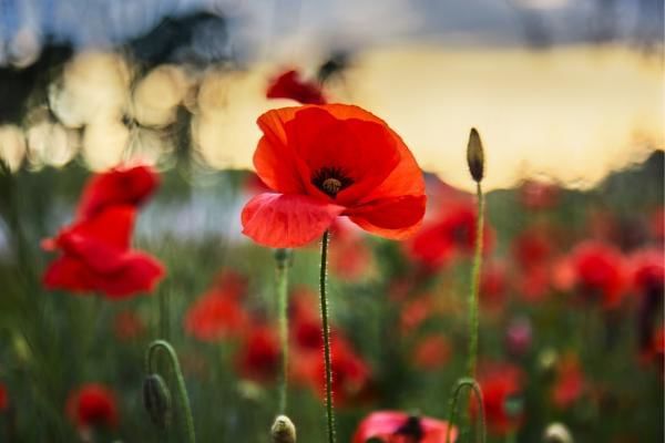 Poppies symbolising remembrance of military cemeteries at Brookwood Cemetery  