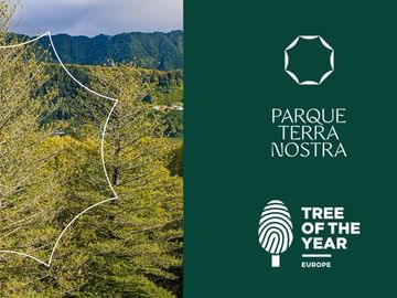 Parque Terra Nostra apresenta candidatura a Árvore do Ano 2026