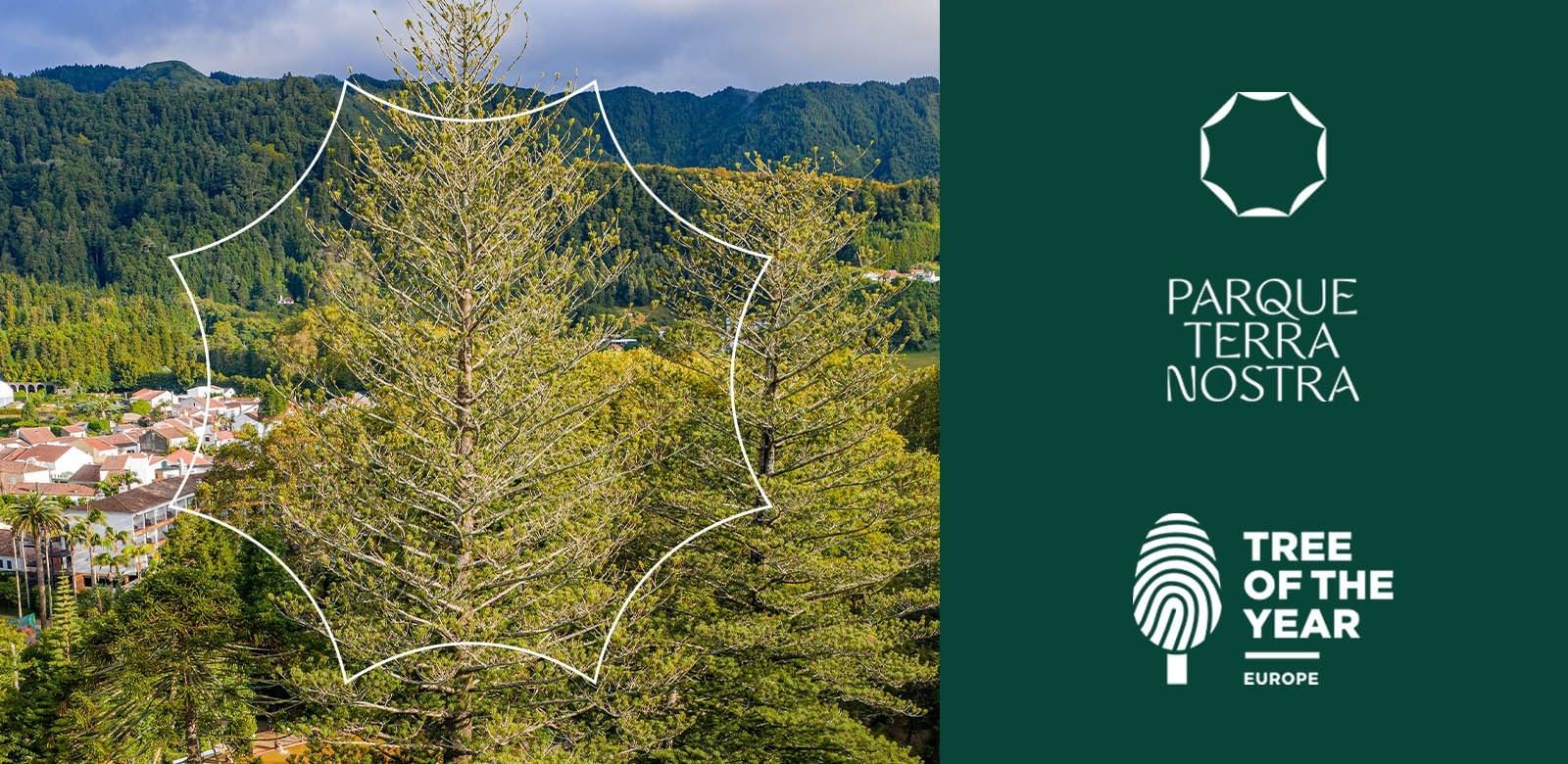 Parque Terra Nostra apresenta candidatura a Árvore do Ano 2026