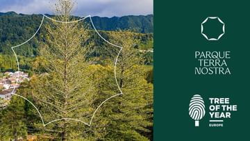 Parque Terra Nostra apresenta candidatura a Árvore do Ano 2026