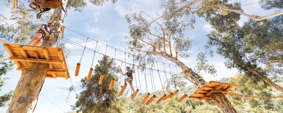 People experiencing activities in Catalina Aerial Adventure near Catalina Island Company