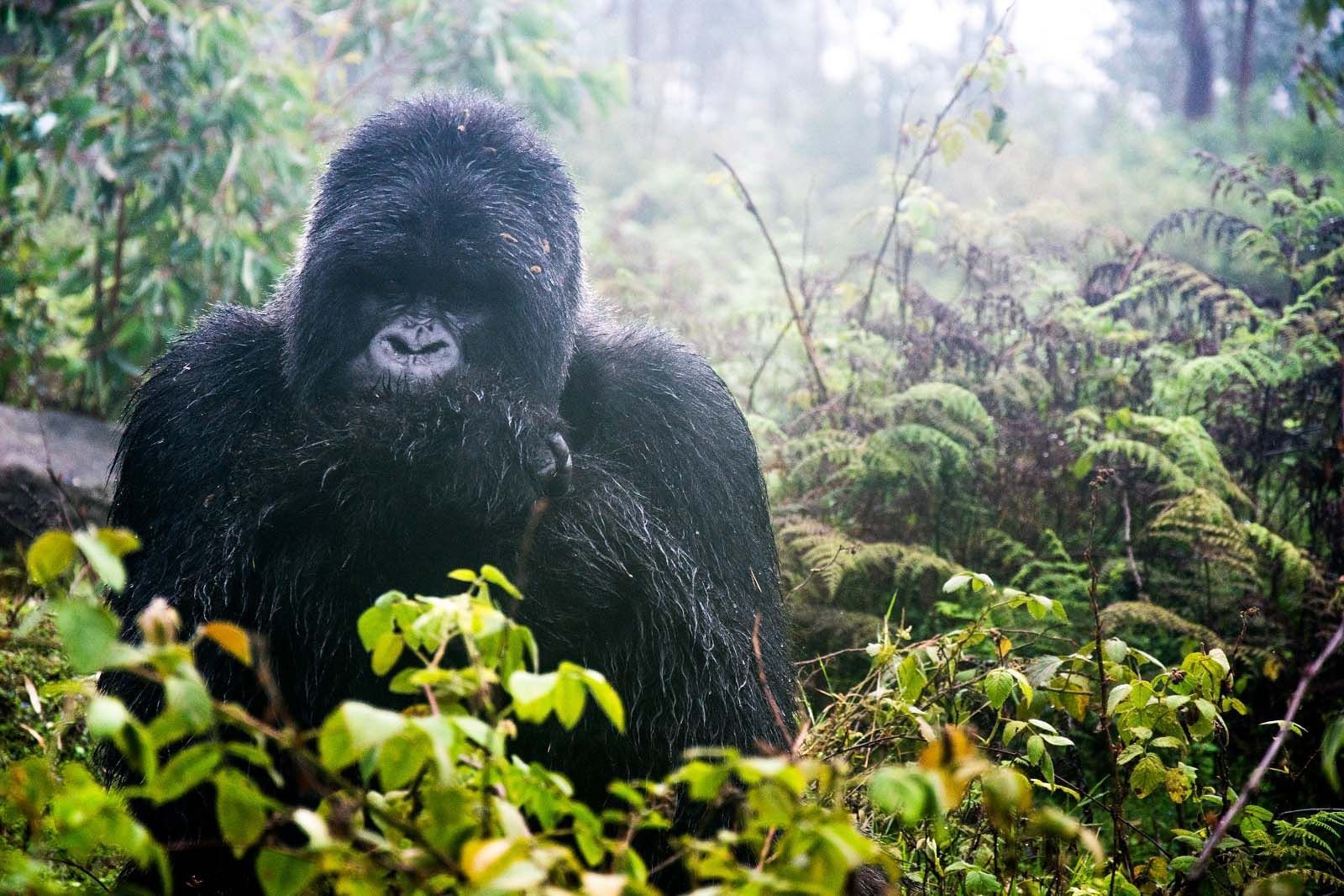 A Gorilla from Mountain gorilla trekking near Goma Serena Hotel