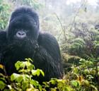 A Gorilla from Mountain gorilla trekking near Goma Serena Hotel