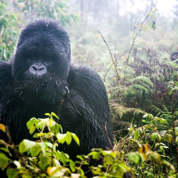 A Gorilla from Mountain gorilla trekking near Goma Serena Hotel