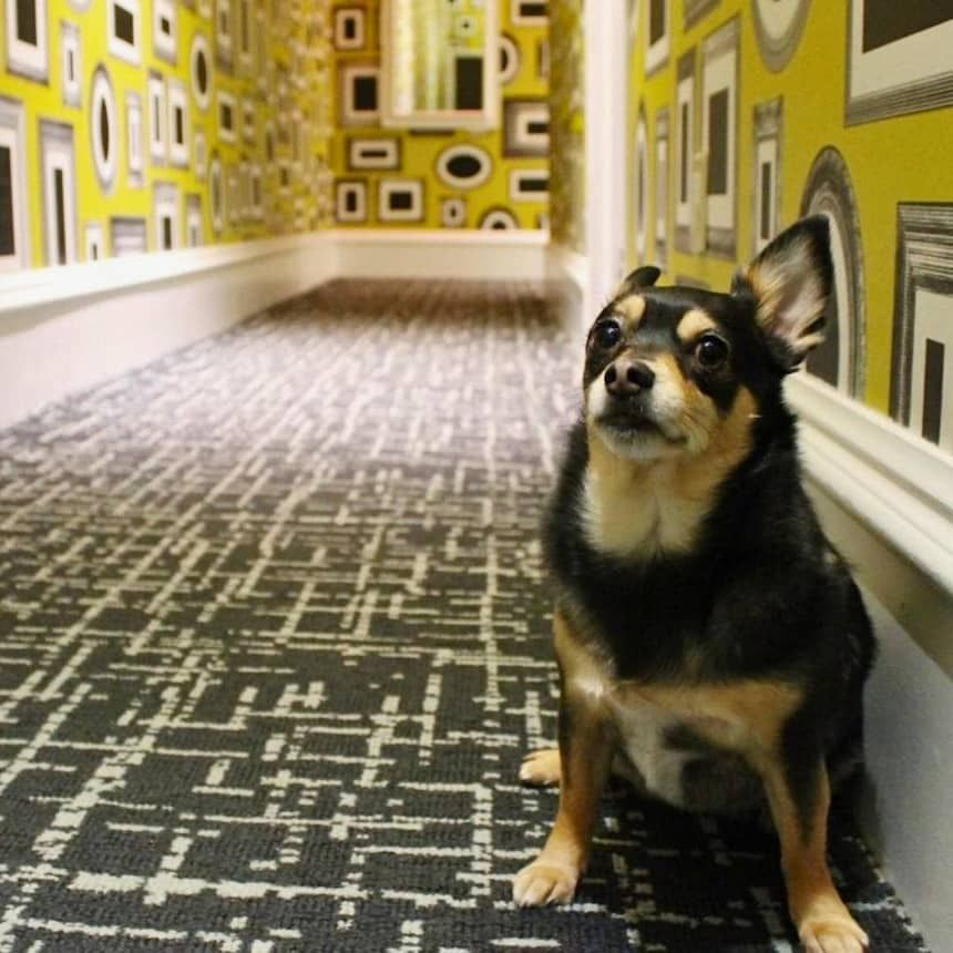 dog-friendly boutique hotel hallways of the moderne