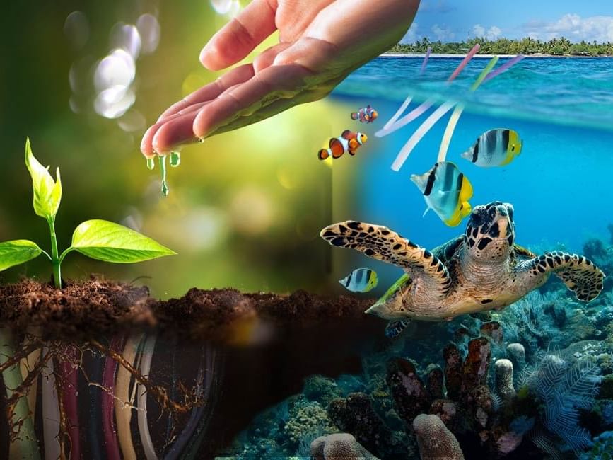 Collage of a hand watering a plant and marine animals used at Imperial Lexis Kuala Lumpur