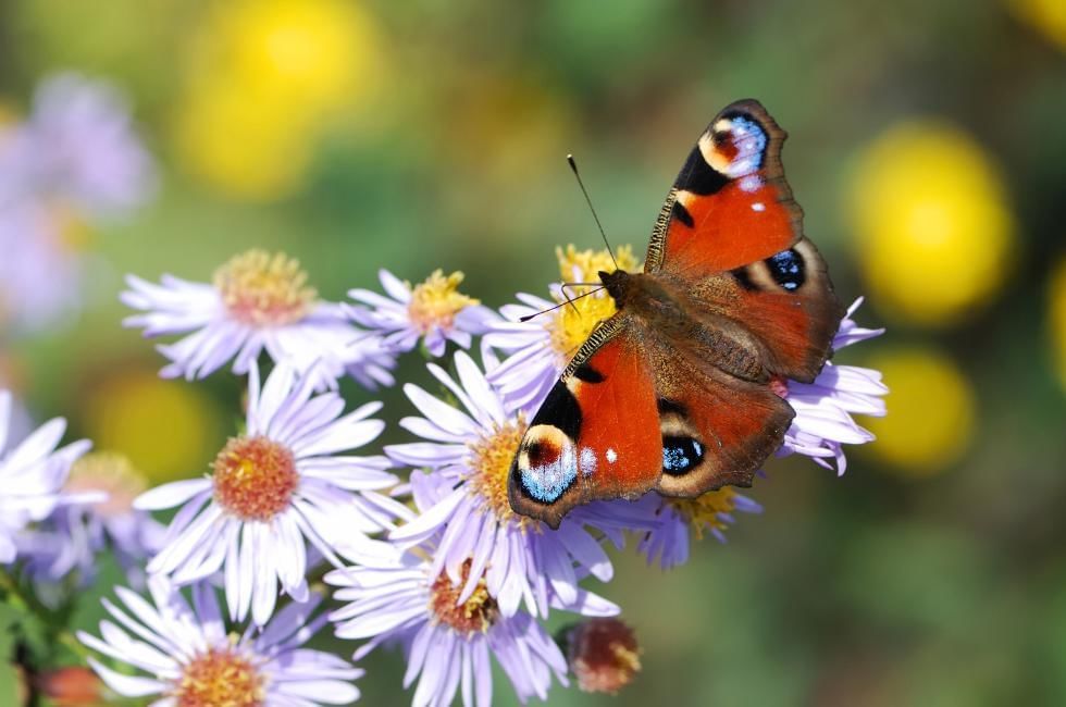 peacock butterfly on daisy