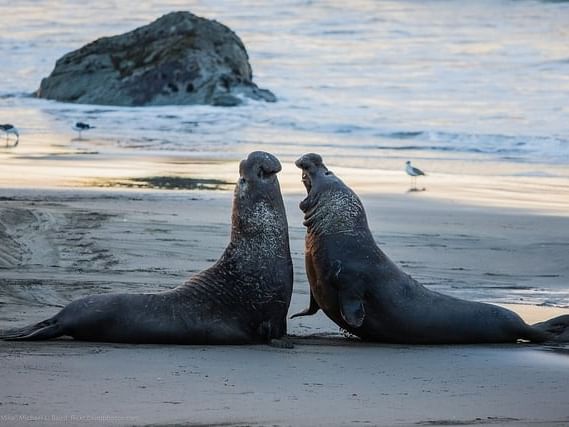 Elephant Seal Vista Point