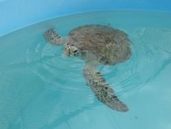 A turtle recovering at the Turtle Hospital near Bayside Inn Key Largo