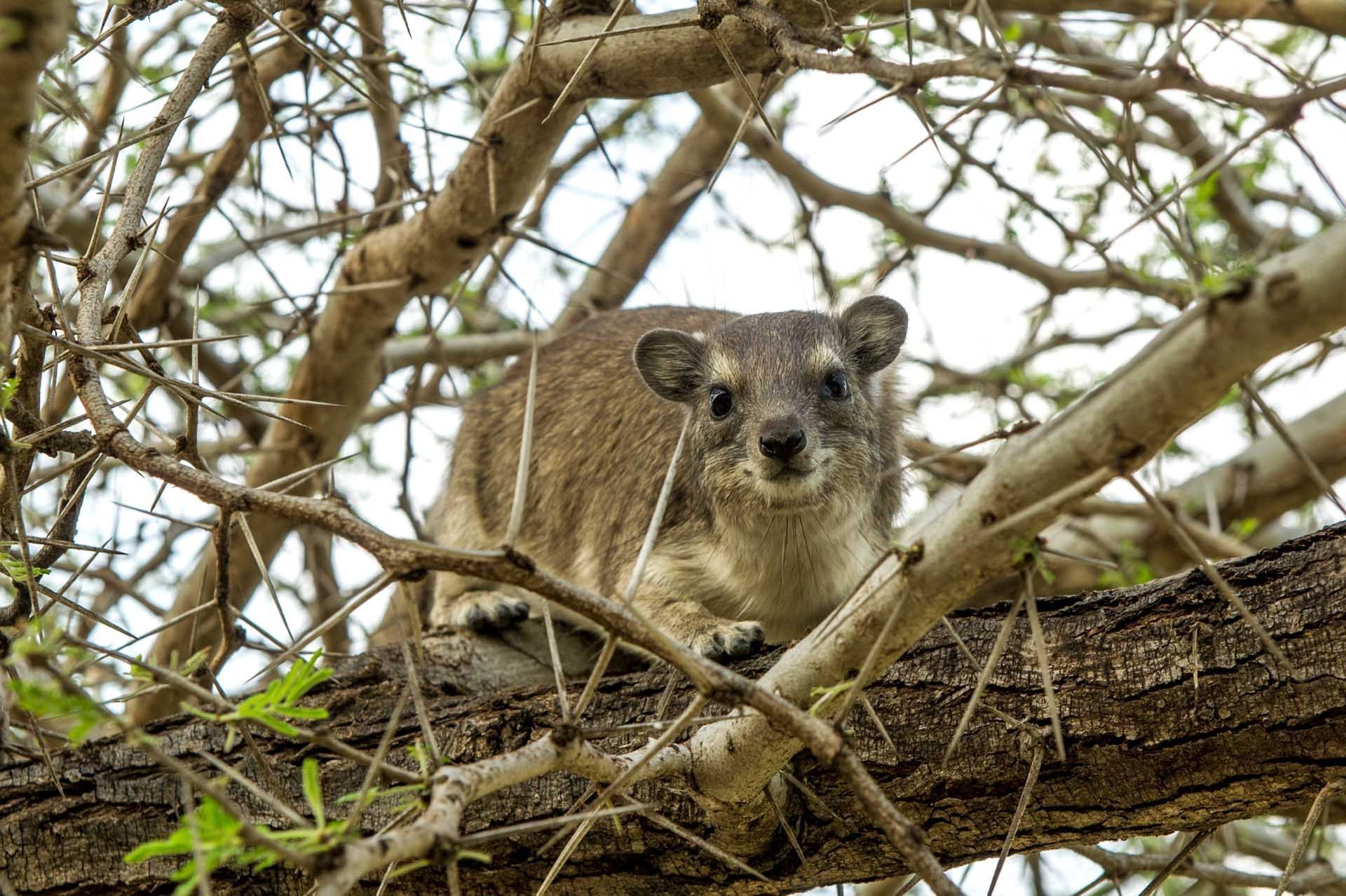 Hyrax on a tree branch near the Mbuzi Mawe Serena Camp