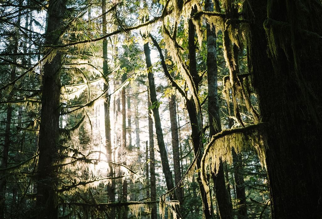 forest near nanaimo