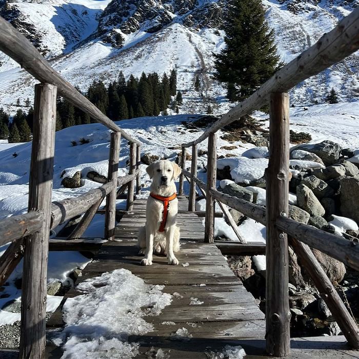 Golden Retriever sitzt auf einer hölzernen Bergbrücke im Schnee bei Falkensteiner Hotel Montafon