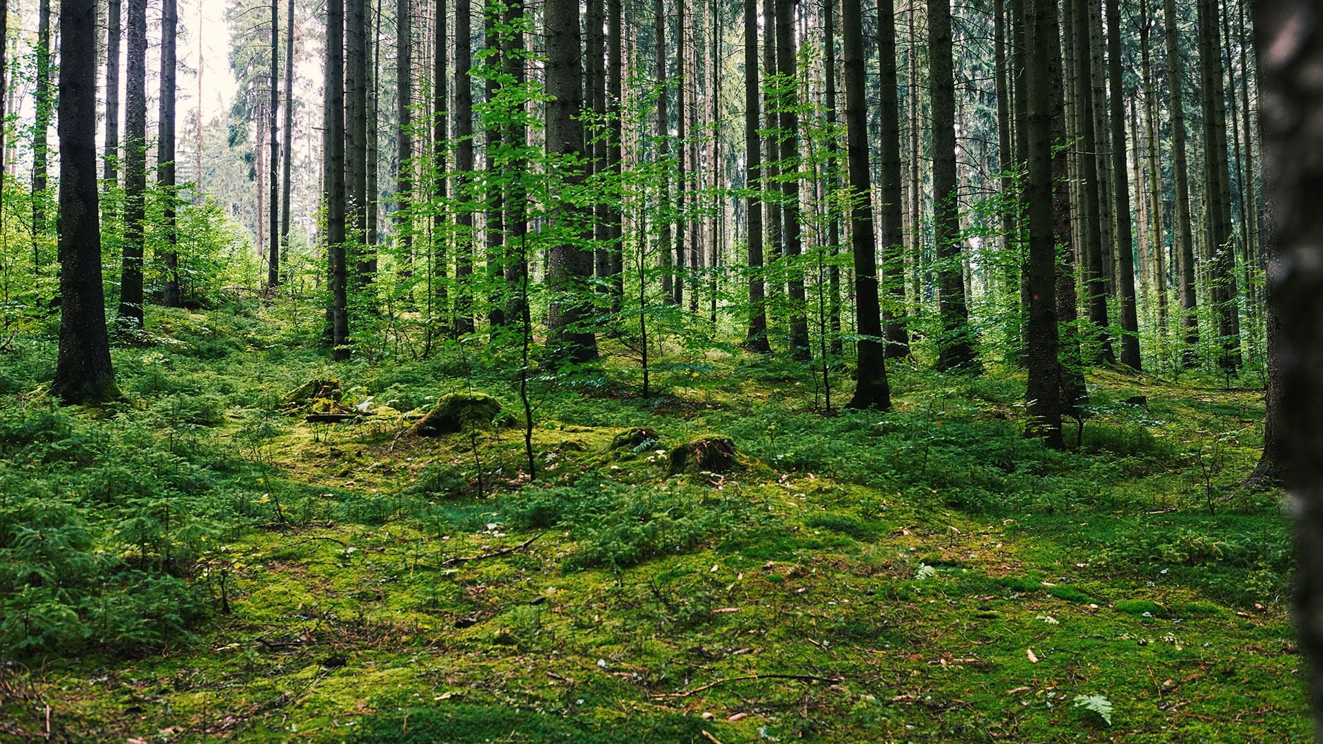 Forest Near Falkensteiner Hotel Grand MedSpa Marienbad