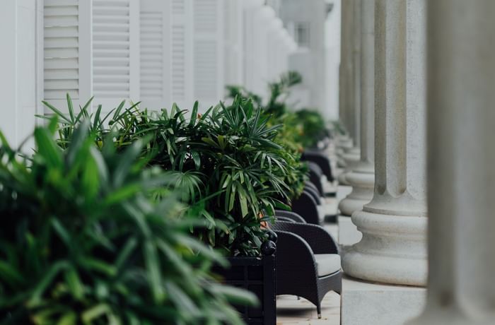 Close-up of white pillars and broadleaf lady palm plants at The Fullerton Hotels and Resorts