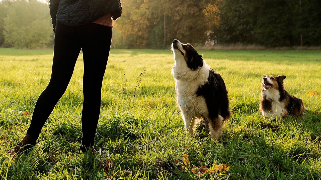 Teenage girl playing ball with dogs