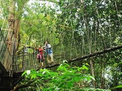 Vine bridge at Penang National Park near St. Giles Wembley
