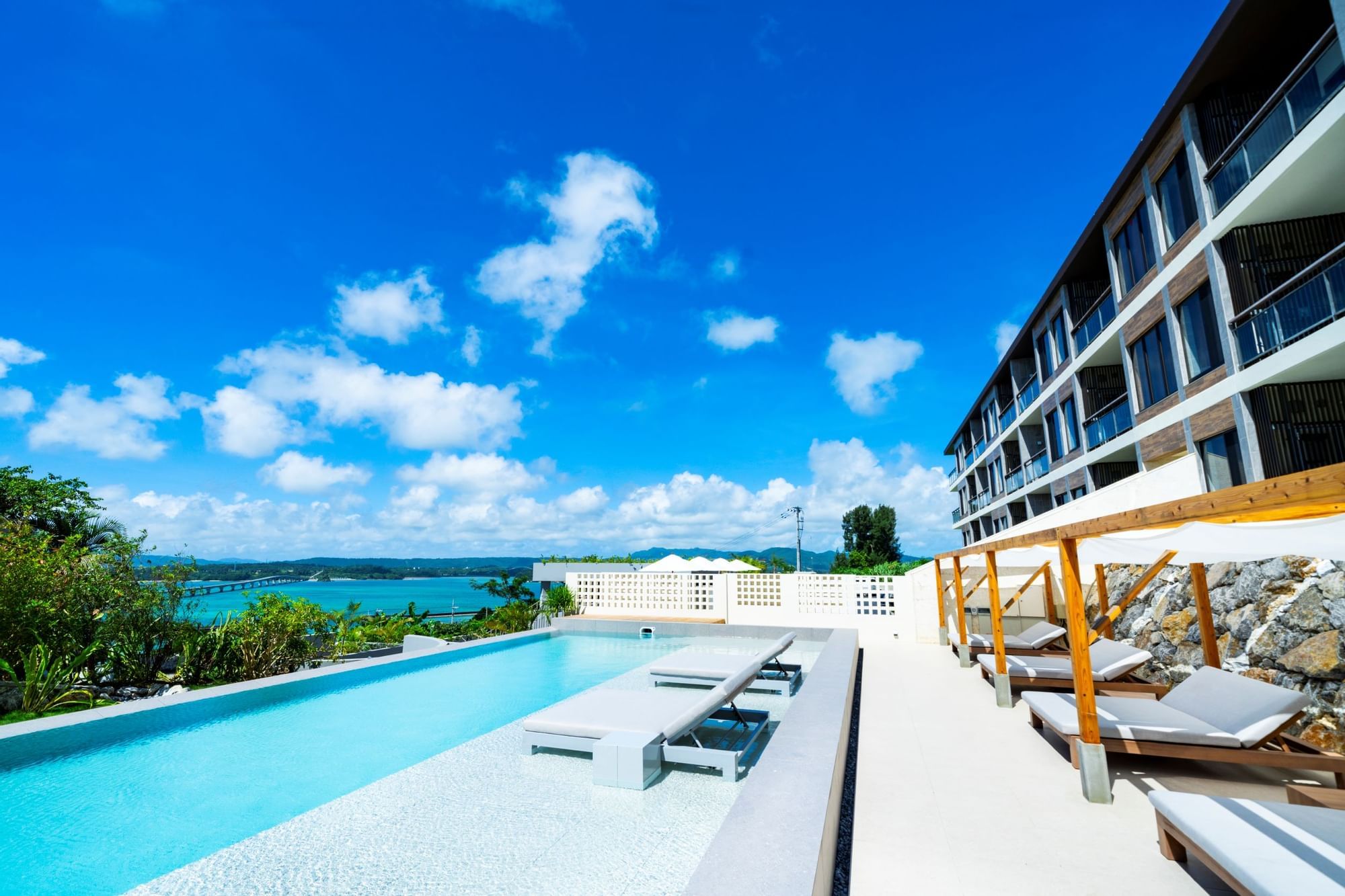 現品【沖縄産】リュウビンタイ8号　株元20センチ超え 現品【沖縄産】リュウビンタイ8号 株元20センチ超え