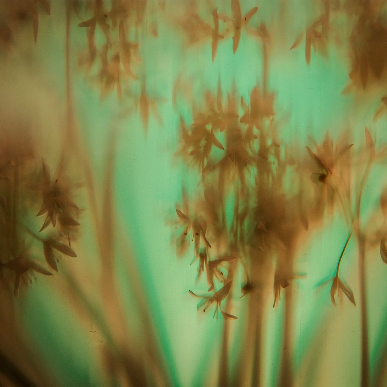 Blurred background image of tree branch used at Dunluce Lodge