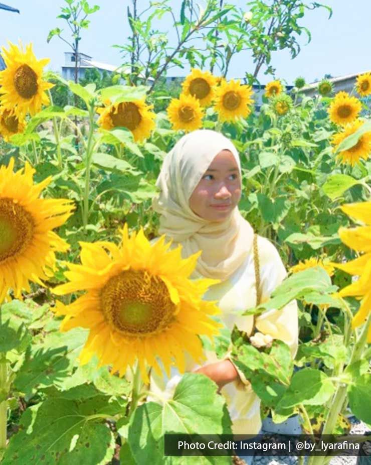 A lady was taking a picture with the sunflowers at Sunflower Garden - Lexis Suites Penang