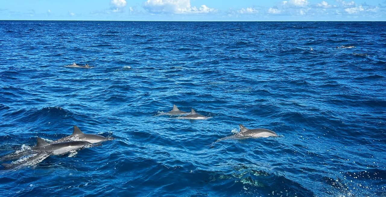 Napali dolphins