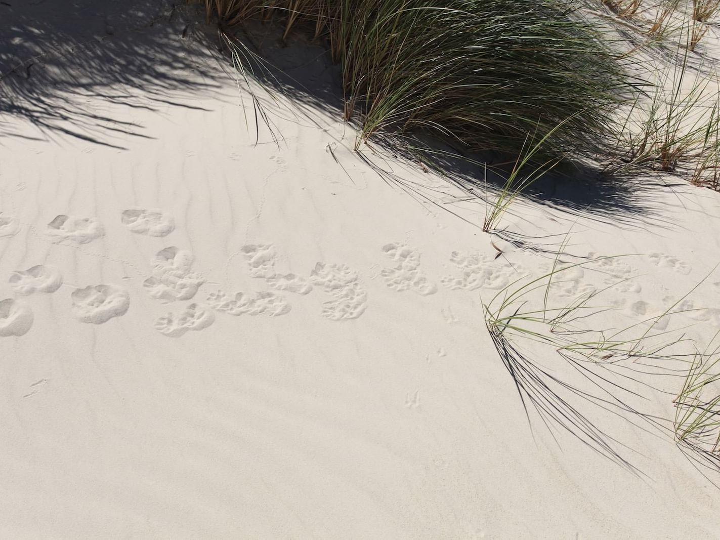 Close up on the grass on the beach near the Freycinet Lodge